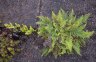 Fern (<em>Sadleria sp.</em>), Kilauea Iki Crater, Hawaii Volcanoes NP, Big Island, Hawaii, USA