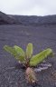 Fern (<em>Sadleria sp.</em>), Kilauea Iki Crater, Hawaii Volcanoes NP, Big Island, Hawaii, USA