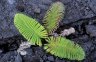 Fern (<em>Sadleria sp.</em>), Kilauea Iki Crater, Hawaii Volcanoes NP, Big Island, Hawaii, USA