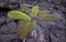 Fern (<em>Sadleria sp.</em>), Kilauea Iki Crater, Hawaii Volcanoes NP, Big Island, Hawaii, USA