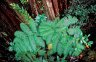 Forest near the Kahuna Falls, Akaka Falls SP, Big Island, Hawaii, USA