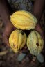 Cacao (<em>Theobroma cacao</em>), Baoule tribe, Alikron village, 20 km E of Yamoussoukro, CÔTE D’IVOIRE (IVORY COAST)