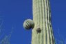 <p>Saguaro Cactus (<em>Carnegiea gigantea</em>), Organ Pipe Cactus National Monument, AR, USA</p>