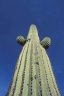 <p>Saguaro Cactus (<em>Carnegiea gigantea</em>), Organ Pipe Cactus National Monument, AR, USA</p>