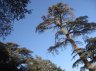 Atlas Cedar (<em>Cedrus atlantica</em>), Azrou, MOROCCO
