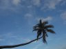 <p>Coconut Palm (<em>Cocus nucifera</em>) Lavena Coastal Walk, Ravilevo Coast, Taveuni, FIJI</p>